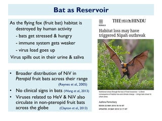 Bat as Reservoir
As the flying fox (fruit bat) habitat is
destroyed by human activity
- bats get stressed & hungry
- immune system gets weaker
- virus load goes up
Virus spills out in their urine & saliva
• Broader distribution of NiV in
Pteropid fruit bats across their range
(Reynes et al., 2005)
• No clinical signs in bats (Wang et al., 2013)
• Viruses related to HeV & NiV also
circulate in non-pteropid fruit bats
across the globe (Clayton et al., 2013)
 