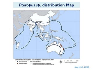 Pteropus sp. distribution Map
(Ang et al., 2018)
 