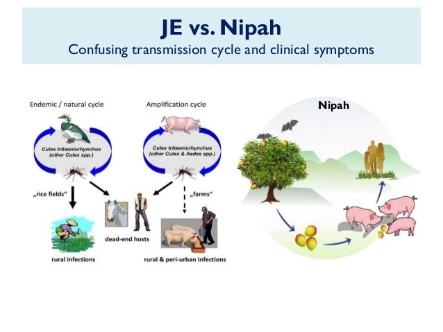 Nipah An Introduction