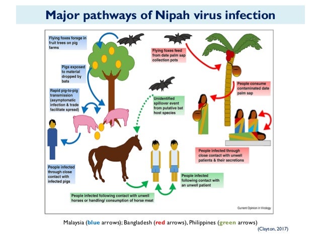 Nipah An Introduction