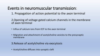 Neuromuscular junction and Neuromuscular transmission | PPTX