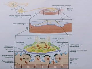 Neuromuscular Junction and Neuromuscular Physiology. | PPT