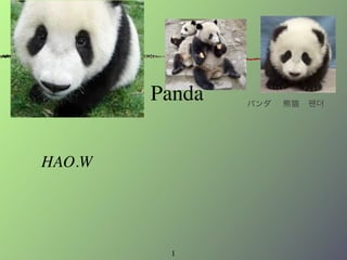 Panda   팬더




HAO.W




         1
 