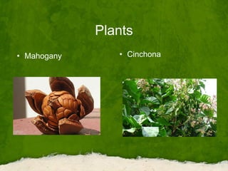 Plants
• Mahogany • Cinchona
 