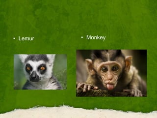 • Lemur • Monkey
 