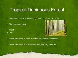 Tropical Deciduous Forest
• They are found in areas having 70 cm to 200 cm of rainfal.
• They are two types:
1. moist
2. dry
• Some examples of trees are teak, sal, peepal, and neem.
• Some examples of animals are lion, tiger, pig, deer, etc.
 