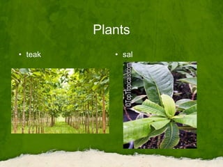 Plants
• teak • sal
 