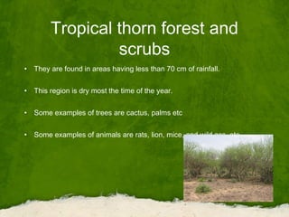 Tropical thorn forest and
scrubs
• They are found in areas having less than 70 cm of rainfall.
• This region is dry most the time of the year.
• Some examples of trees are cactus, palms etc
• Some examples of animals are rats, lion, mice, and wild ass, etc
 