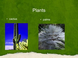 Plants
• cactus • palms
 