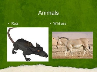 Animals
• Rats • Wild ass
 