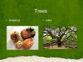 Trees
• chestnut • oaks
 