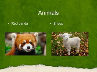 Animals
• Red panda • Sheep
 