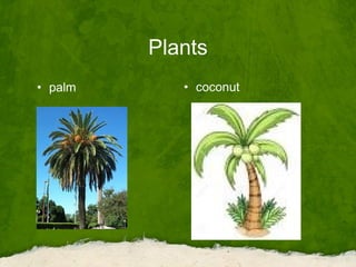 Plants
• palm • coconut
 