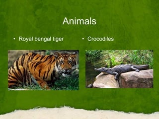Animals
• Royal bengal tiger • Crocodiles
 