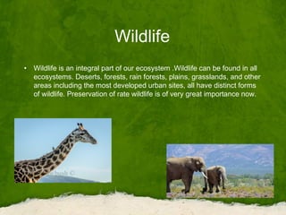 Wildlife
• Wildlife is an integral part of our ecosystem .Wildlife can be found in all
ecosystems. Deserts, forests, rain forests, plains, grasslands, and other
areas including the most developed urban sites, all have distinct forms
of wildlife. Preservation of rate wildlife is of very great importance now.
 