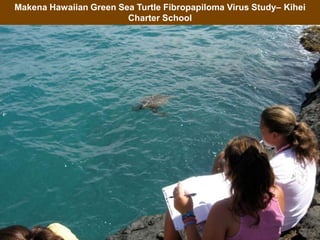 Makena Hawaiian Green Sea Turtle Fibropapiloma Virus Study– Kihei
Charter School
 