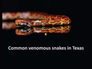 Common venomous snakes in Texas