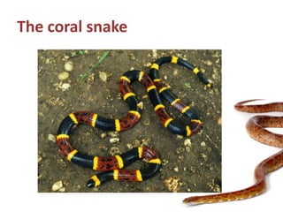 The coral snake