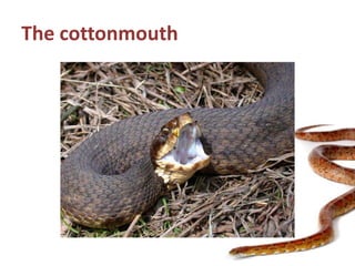 The cottonmouth