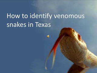 How to identify venomous snakes in Texas