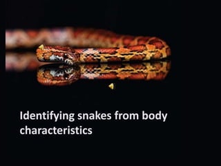 Identifying snakes from body characteristics