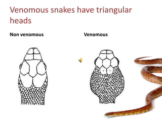 Venomous snakes have triangular headsNon venomousVenomous