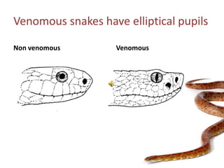 Venomous snakes have elliptical pupilsNon venomousVenomous