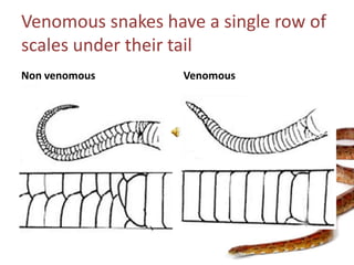 Venomous snakes have a single row of scales under their tailNon venomousVenomous
