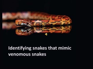 Identifying snakes that mimic venomous snakes