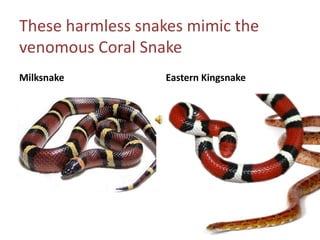 These harmless snakes mimic the venomous Coral SnakeMilksnakeEastern Kingsnake
