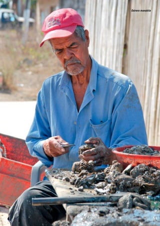 Ostrero manabita

11

 