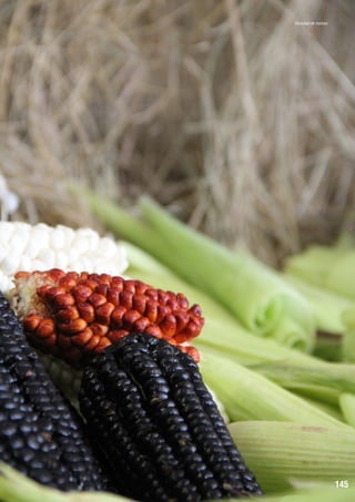 Variedad de maíces

145

 