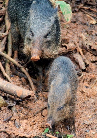 Sahino del Yasuní

205

 