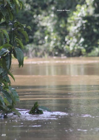 Esteros del Yasuní

222

 