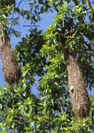 Nido de pájaros tejedores

224

 