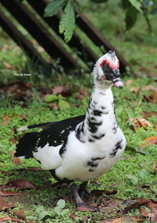 Pato del Yasuní

225

 