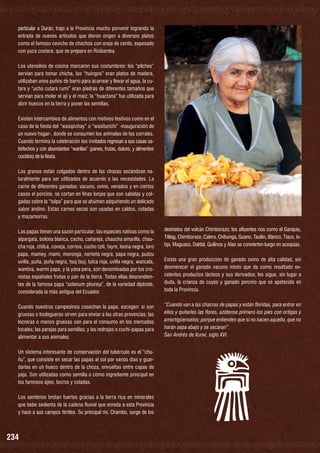 particular a Durán, trajo a la Provincia mucho porvenir logrando la
entrada de nuevos artículos que dieron origen a diversos platos
como el famoso ceviche de chochos con oreja de cerdo, espesado
con yuca costera, que se prepara en Riobamba.
Los utensilios de cocina marcaron sus costumbres: los “pilches”
servían para tomar chicha, los “huingos” eran platos de madera,
utilizaban unos puños de barro para acarrear y llevar el agua, la cutara y “uchú cutara rumi” eran piedras de diferentes tamaños que
servían para moler el ají y el maíz; la “huactana” fue utilizada para
abrir huecos en la tierra y poner las semillas.
Existen intercambios de alimentos con motivos festivos como en el
caso de la fiesta del “wasipichay” o “wasiturichi” -inauguración de
un nuevo hogar-, donde se consumen los animales de los corrales.
Cuando termina la celebración los invitados regresan a sus casas satisfechos y con abundantes “wanllas” (panes, frutas, dulces, y alimentos
cocidos) de la fiesta.
Los granos están colgados dentro de las chozas secándose naturalmente para ser utilizados de acuerdo a las necesidades. La
carne de diferentes ganados: vacuno, ovino, venados y en ciertos
casos el porcino, se cortan en finas lonjas que son saladas y colgadas sobre la “tulpa” para que se ahúmen adquiriendo un delicado
sabor andino. Estas carnes secas son usadas en caldos, coladas
y mazamorras.
Las papas tienen una sazón particular; las especies nativas como la
alpargata, bolona blanca, cacho, cañareja, chaucha amarilla, chaucha roja, chilca, coneja, cornos, cucho tzili, fayre, leona negra, loro
papa, mamey, mami, moronga, norteña negra, papa negra, pudzu
uvilla, puña, puña negra, tsuj tsuj, tulca roja, uvilla negra, wancala,
wantiva, warmi papa, y la yana pera, son denominadas por los cronistas españoles frutas o pan de la tierra. Todas ellas descendientes de la famosa papa “solanum phureja”, de la variedad diploide,
considerada la más antigua del Ecuador.

deshielos del volcán Chimborazo; los afluentes ríos como el Ganquis,
Tililag, Chimborazo, Calera, Chibunga, Guano, Taullín, Blanco, Tiaco, Ishpi, Maguaso, Daldal, Quilinos y Alao se convierten luego en acequias.

Cuando nuestros campesinos cosechan la papa, escogen: si son
gruesas o bodegueras sirven para enviar a las otras provincias; las
locreras o menos gruesas son para el consumo en los mercados
locales; las parejas para semillas; y las redrojas o cuchi-papas para
alimentar a sus animales.

“Cuando van a las chacras de papas y están floridas, para entrar en
ellos y quitarles las flores, azótense primero los pies con ortigas y
amortígüenselos; porque entienden que si no hacen aquello, que no
harán sepa abajo y se secaran”.
San Andrés de Xunxi, siglo XVI.

Un sistema interesante de conservación del tubérculo es el “chuñu”, que consiste en secar las papas al sol por varios días y guardarlas en un hueco dentro de la choza, envueltas entre capas de
paja. Son utilizadas como semilla o como ingrediente principal en
los famosos ajíes, locros y coladas.
Los sembríos brotan fuertes gracias a la tierra rica en minerales
que bebe sedienta de la cadena fluvial que enreda a esta Provincia
y hace a sus campos fértiles. Su principal río, Chambo, surge de los

234

Existe una gran producción de ganado ovino de alta calidad, sin
desmerecer el ganado vacuno mixto que da como resultado excelentes productos lácteos y sus derivados; les sigue, sin lugar a
duda, la crianza de cuyes y ganado porcino que es apetecido en
toda la Provincia.

 