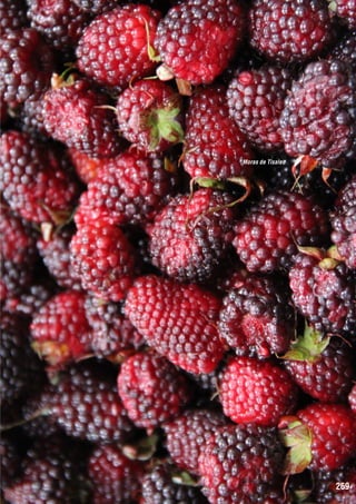 Moras de Tisaleo

269

 