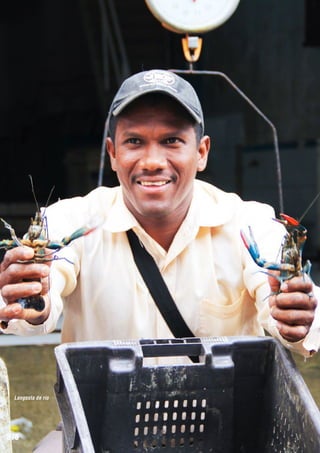 Langosta de río

376

 