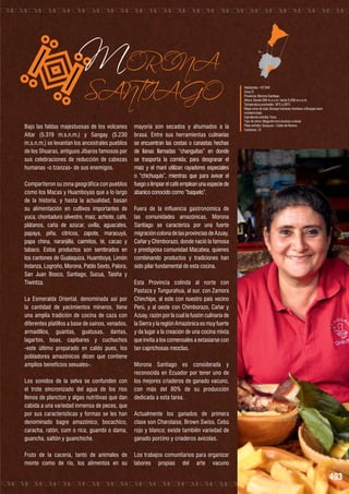 MORONA

SANTIAGO
Bajo las faldas majestuosas de los volcanes
Altar (5.319 m.s.n.m.) y Sangay (5.230
m.s.n.m.) se levantan los ancestrales pueblos
de los Shuaras, antiguos Jíbaros famosos por
sus celebraciones de reducción de cabezas
humanas -o tzanzas- de sus enemigos.
Compartieron su zona geográfica con pueblos
como los Macas y Huamboyas que a lo largo
de la historia, y hasta la actualidad, basan
su alimentación en cultivos importantes de
yuca, chontaduro silvestre, maíz, achiote, café,
plátanos, caña de azúcar, uvilla, aguacates,
papaya, piña, cítricos, zapote, maracuyá,
papa china, naranjilla, caimitos, té, cacao y
tabaco. Estos productos son sembrados en
los cantones de Gualaquiza, Huamboya, Limón
Indanza, Logroño, Morona, Pablo Sexto, Palora,
San Juan Bosco, Santiago, Sucua, Taisha y
Tiwintza.
La Esmeralda Oriental, denominada así por
la cantidad de yacimientos mineros, tiene
una amplia tradición de cocina de caza con
diferentes platillos a base de saínos, venados,
armadillos, guantas, guatusas, dantas,
lagartos, boas, capibares y cuchuchos
-este último preparado en caldo pues, los
pobladores amazónicos dicen que contiene
amplios beneficios sexuales-.
Los sonidos de la selva se confunden con
el trote sincronizado del agua de los ríos
llenos de plancton y algas nutritivas que dan
cabida a una variedad inmensa de peces, que
por sus características y formas se les han
denominado bagre amazónico, bocachico,
caracha, ratón, cum o rica, guambi o dama,
guancha, saltón y guanchiche.
Fruto de la cacería, tanto de animales de
monte como de río, los alimentos en su

mayoría son secados y ahumados a la
brasa. Entre sus herramientas culinarias
se encuentran las cestas o canastas hechas
de lianas llamadas “changuitas” en donde
se trasporta la comida; para desgranar el
maíz y el maní utilizan rayadores especiales
o “chichuquis”, mientras que para avivar el
fuego o limpiar el café emplean una especie de
abanico conocido como “baquelo”.

Habitantes: 147.940
Zona: 6
Provincia: Morona Santiago
Altura: Desde 200 m.s.n.m. hasta 5.230 m.s.n.m.
Temperatura promedio: 18°C a 28°C
Mapa zona de vida: Bosque húmedo montano a Bosque seco
montano bajo
Ingrediente estrella: Yuca
Tipo de clima: Mega térmico lluvioso a nieval
Plato estrella: Guayusa – Caldo de Novios
Cantones: 12

Fuera de la influencia gastronómica de
las comunidades amazónicas, Morona
Santiago se caracteriza por una fuerte
migración colona de las provincias de Azuay,
Cañar y Chimborazo, donde nació la famosa
y prestigiosa comunidad Macabea, quienes
combinando productos y tradiciones han
sido pilar fundamental de esta cocina.
Esta Provincia colinda al norte con
Pastaza y Tungurahua, al sur, con Zamora
Chinchipe, al este con nuestro país vecino
Perú, y al oeste con Chimborazo, Cañar y
Azuay, razón por la cual la fusión culinaria de
la Sierra y la región Amazónica es muy fuerte
y da lugar a la creación de una cocina mixta
que invita a los comensales a extasiarse con
tan caprichosas mezclas.
Morona Santiago es considerada y
reconocida en Ecuador por tener uno de
los mejores criaderos de ganado vacuno,
con más del 80% de su producción
dedicada a esta tarea.
Actualmente los ganados de primera
clase son Charolaise, Brown Swiss, Cebú
rojo y blanco; existe también variedad de
ganado porcino y criaderos avícolas.
Los trabajos comunitarios para organizar
labores propias del arte vacuno

493

 