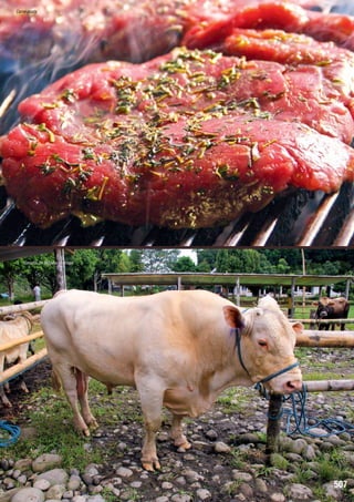 Carne asada

Ganado de Morona Santiago

507

 