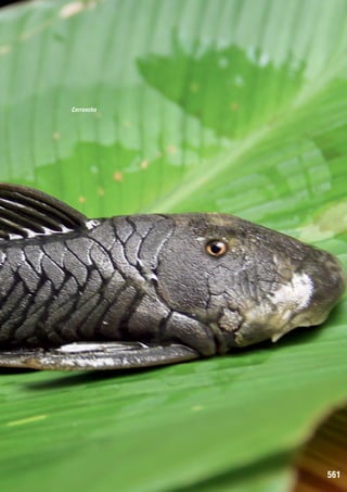 Corroncho

Corroncho

561

 