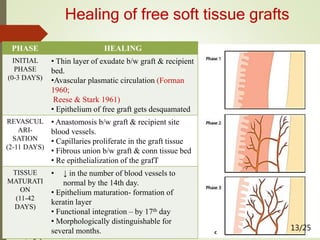 Healing of free soft tissue grafts
Oliver et al 1968 and
Nobuto et al 1988 -
Studied In Monkeys
13/25
PHASE HEALING
INITIAL
PHASE
(0-3 DAYS)
• Thin layer of exudate b/w graft & recipient
bed.
•Avascular plasmatic circulation (Forman
1960;
Reese & Stark 1961)
• Epithelium of free graft gets desquamated
REVASCUL
ARI-
SATION
(2-11 DAYS)
• Anastomosis b/w graft & recipient site
blood vessels.
• Capillaries proliferate in the graft tissue
• Fibrous union b/w graft & conn tissue bed
• Re epithelialization of the grafT
TISSUE
MATURATI
ON
(11-42
DAYS)
• ↓ in the number of blood vessels to
normal by the 14th day.
• Epithelium maturation- formation of
keratin layer
• Functional integration – by 17th day
• Morphologically distinguishable for
several months.
 