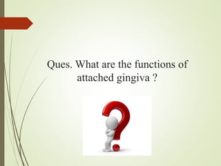 Ques. What are the functions of
attached gingiva ?
 