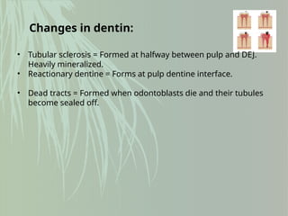 • Tubular sclerosis = Formed at halfway between pulp and DEJ.
Heavily mineralized.
• Reactionary dentine = Forms at pulp dentine interface.
• Dead tracts = Formed when odontoblasts die and their tubules
become sealed off.
Changes in dentin:
 