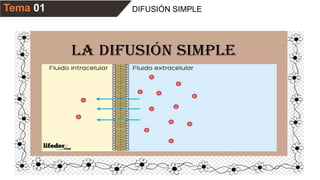 Tema 01 DIFUSIÓN SIMPLE
 