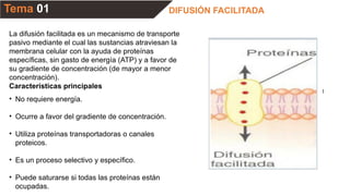 Tema 01 DIFUSIÓN FACILITADA
l
La difusión facilitada es un mecanismo de transporte
pasivo mediante el cual las sustancias atraviesan la
membrana celular con la ayuda de proteínas
específicas, sin gasto de energía (ATP) y a favor de
su gradiente de concentración (de mayor a menor
concentración).
Características principales
• No requiere energía.
• Ocurre a favor del gradiente de concentración.
• Utiliza proteínas transportadoras o canales
proteicos.
• Es un proceso selectivo y específico.
• Puede saturarse si todas las proteínas están
ocupadas.
 
