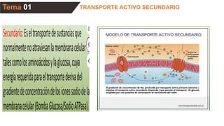 Tema 01 TRANSPORTE ACTIVO SECUNDARIO
 