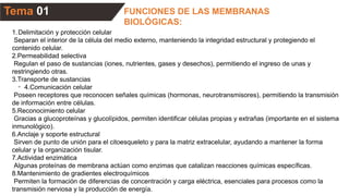 Tema 01 FUNCIONES DE LAS MEMBRANAS
BIOLÓGICAS:
1.Delimitación y protección celular
Separan el interior de la célula del medio externo, manteniendo la integridad estructural y protegiendo el
contenido celular.
2.Permeabilidad selectiva
Regulan el paso de sustancias (iones, nutrientes, gases y desechos), permitiendo el ingreso de unas y
restringiendo otras.
3.Transporte de sustancias
◦ 4.Comunicación celular
Poseen receptores que reconocen señales químicas (hormonas, neurotransmisores), permitiendo la transmisión
de información entre células.
5.Reconocimiento celular
Gracias a glucoproteínas y glucolípidos, permiten identificar células propias y extrañas (importante en el sistema
inmunológico).
6.Anclaje y soporte estructural
Sirven de punto de unión para el citoesqueleto y para la matriz extracelular, ayudando a mantener la forma
celular y la organización tisular.
7.Actividad enzimática
Algunas proteínas de membrana actúan como enzimas que catalizan reacciones químicas específicas.
8.Mantenimiento de gradientes electroquímicos
Permiten la formación de diferencias de concentración y carga eléctrica, esenciales para procesos como la
transmisión nerviosa y la producción de energía.
 