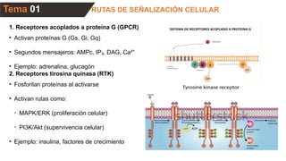 RUTAS DE SEÑALIZACIÓN CELULAR
Tema 01
1. Receptores acoplados a proteína G (GPCR)
• Activan proteínas G (Gs, Gi, Gq)
• Segundos mensajeros: AMPc, IP , DAG, Ca²
₃ ⁺
• Ejemplo: adrenalina, glucagón
2. Receptores tirosina quinasa (RTK)
• Fosforilan proteínas al activarse
• Activan rutas como:
◦ MAPK/ERK (proliferación celular)
◦ PI3K/Akt (supervivencia celular)
• Ejemplo: insulina, factores de crecimiento
 